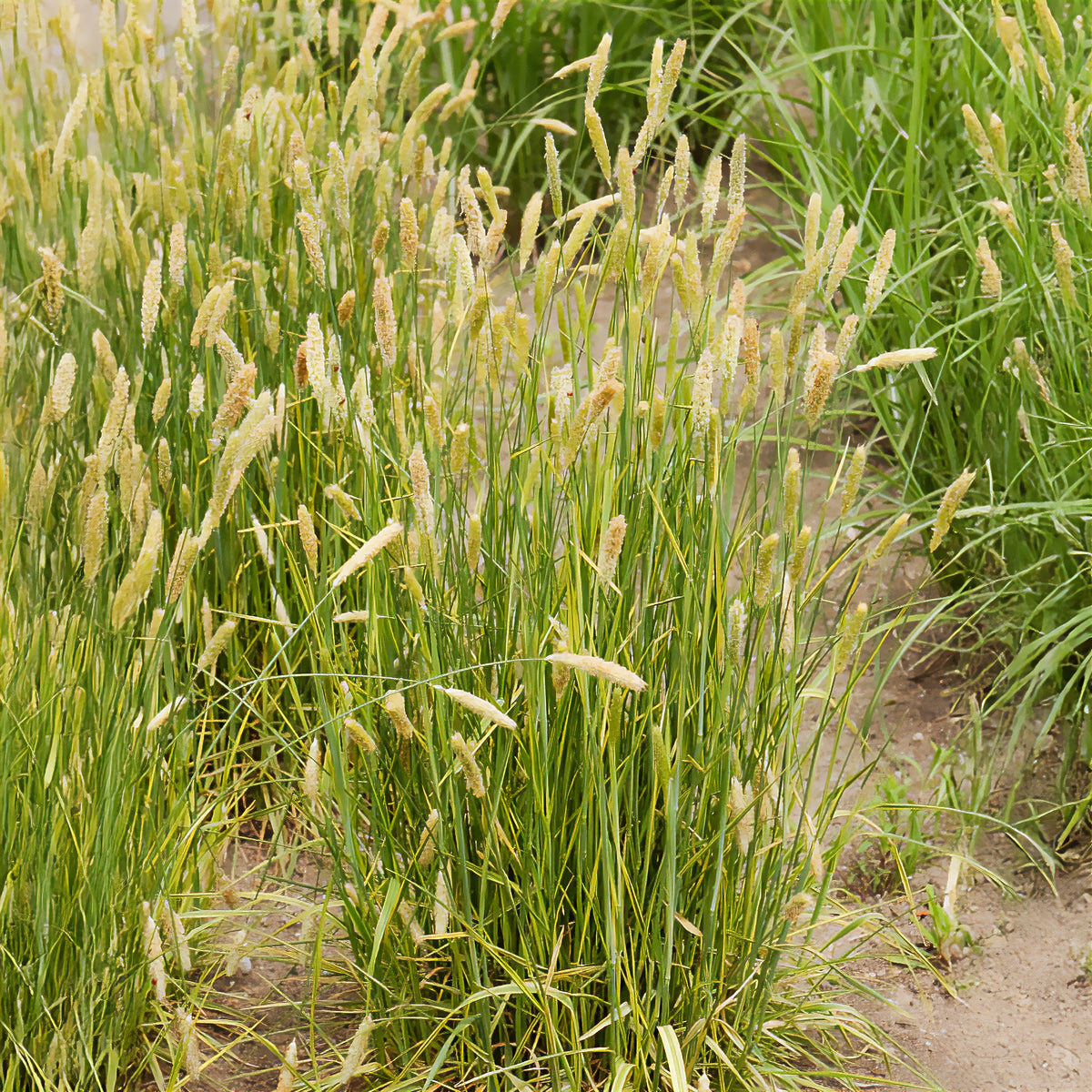 Vulpin des prés panaché - Willemse