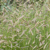 Boutelou gracieux - Willemse