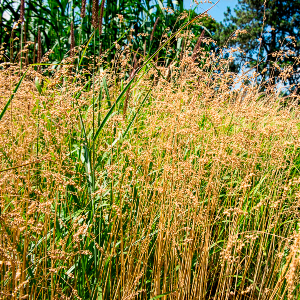Graminées - Amourette Brize - Briza media