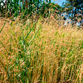 Graminées - Amourette Brize - Briza media