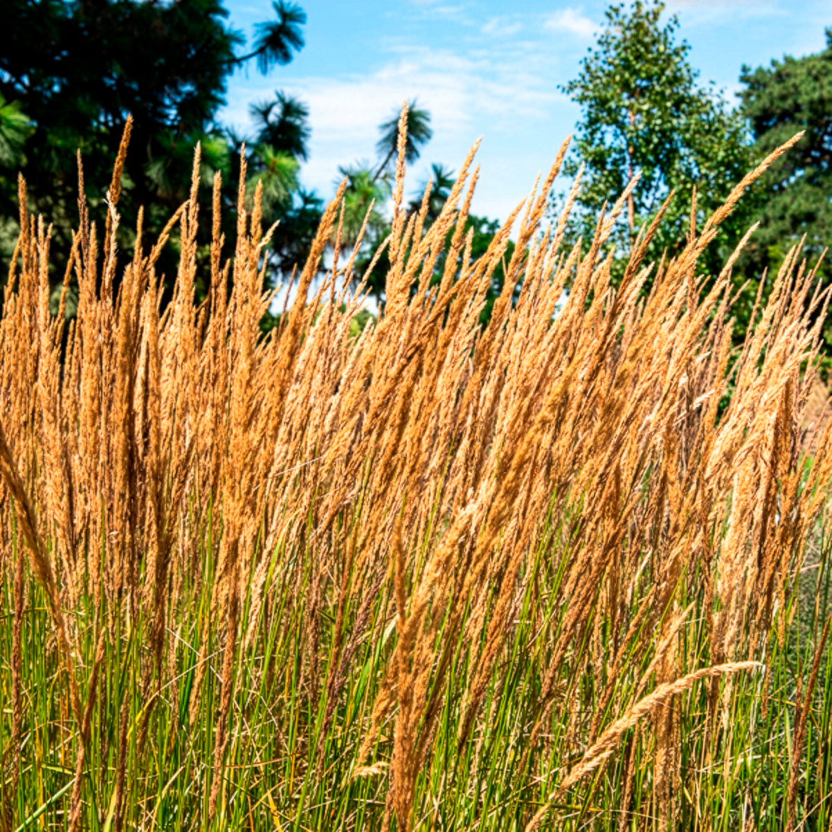 Calamagrostis x acutiflora Karl Foerster - Calamagrostide érigée Karl Foester - Calamagrostis