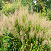 Herbe aux diamants - Willemse