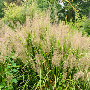 Herbe aux diamants - Willemse