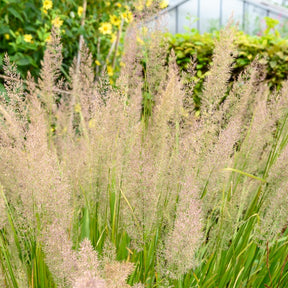 Herbe aux diamants - Calamagrostis arundinacea var. brachytricha - Willemse