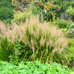Herbe aux diamants - Calamagrostis - Willemse