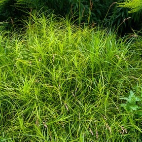 Laîche d'Amérique - Carex - Willemse