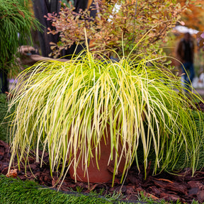 Carex oshimensis Everillo - Laîche d'Oshima Everillo® - Carex - Carex