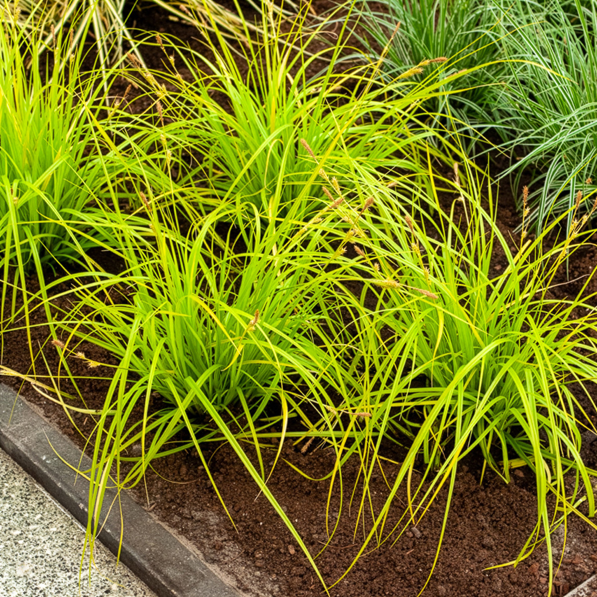 Laîche d'Oshima Everillo® - Carex - Carex oshimensis Everillo - Willemse