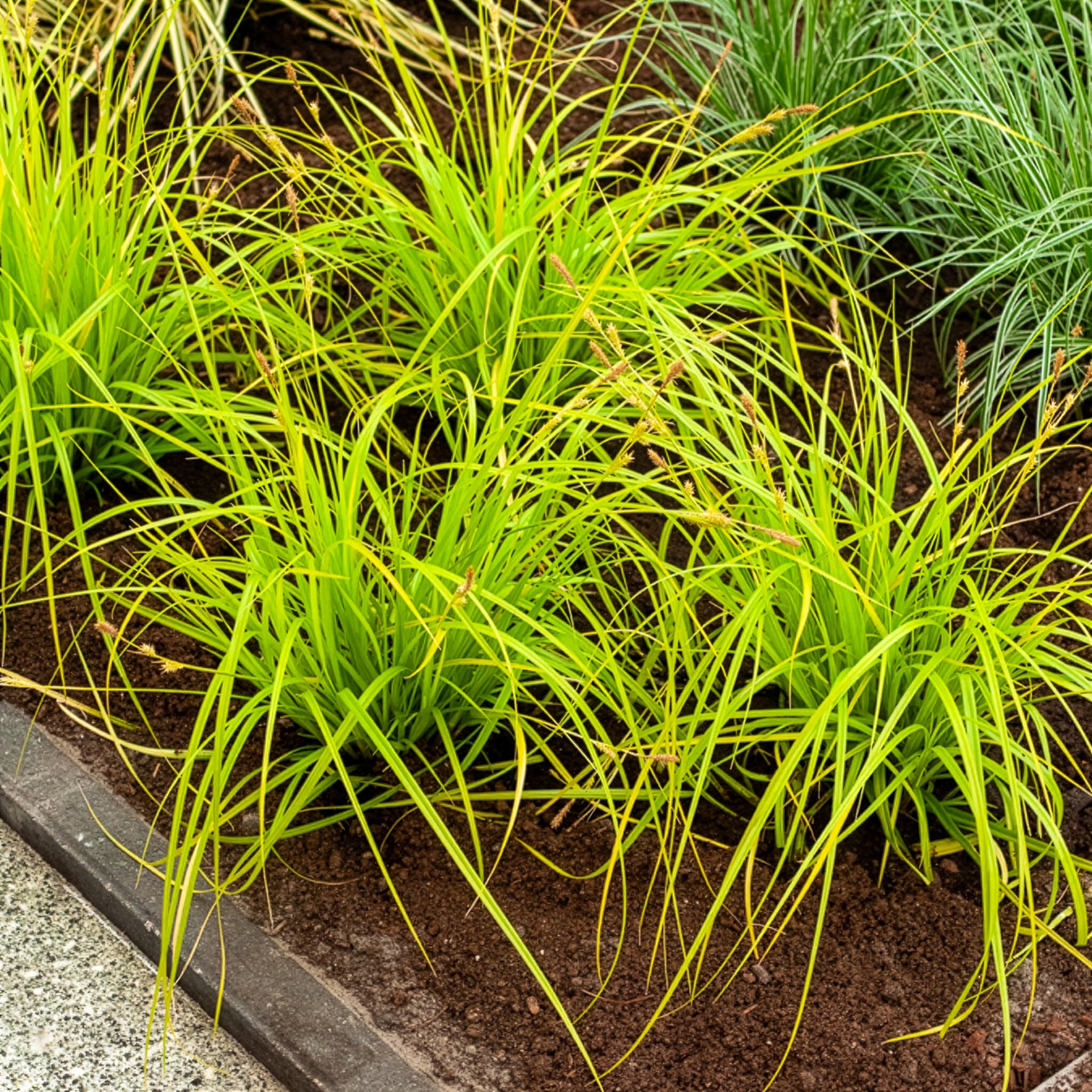 Laîche d'Oshima Everillo® - Carex - Carex oshimensis Everillo - Willemse