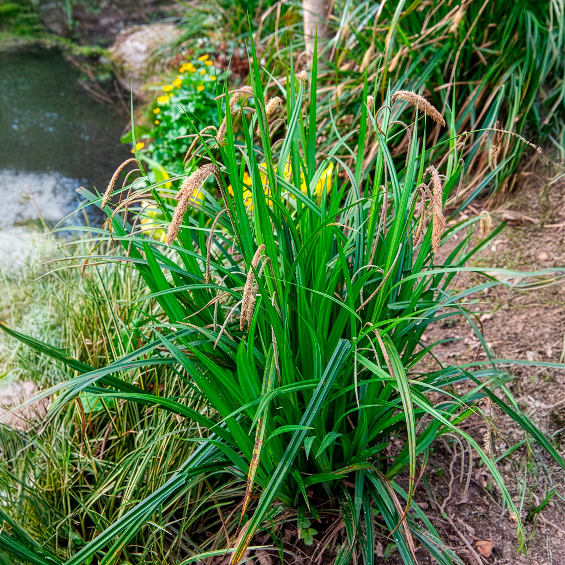 Vente Laîche pendante - Carex - Carex pendula