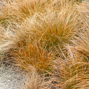 Carex testacea - Laîche orange - Carex - Carex