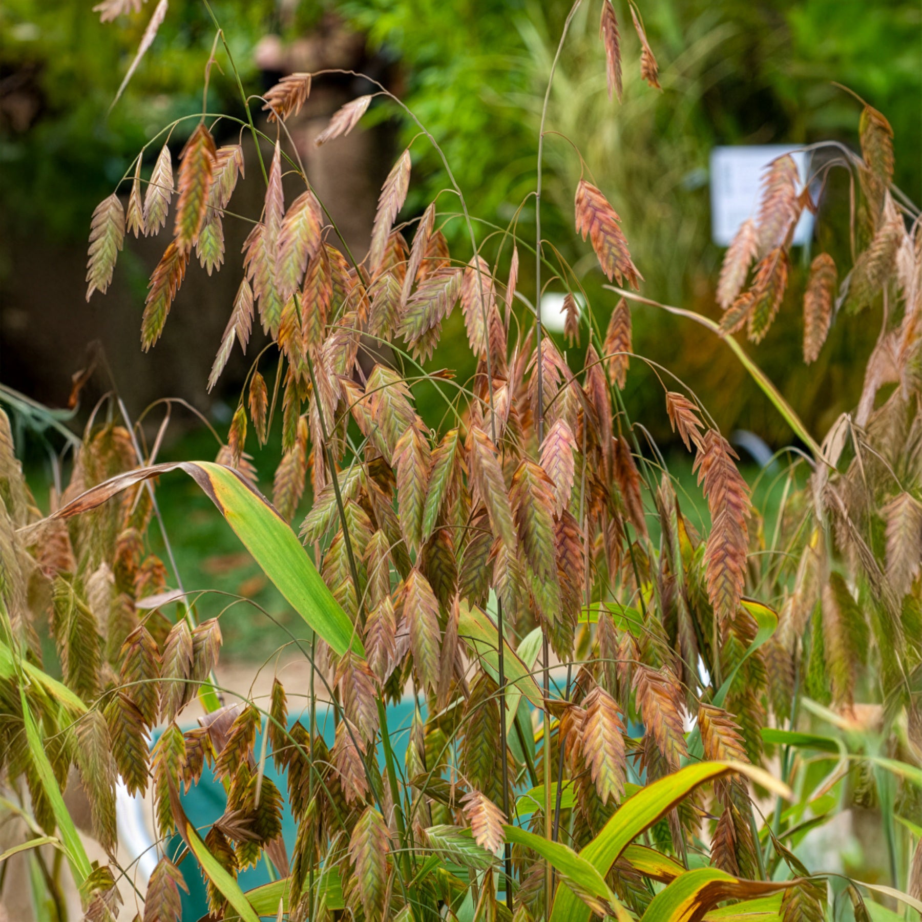Chasmanthe à feuilles larges - Willemse