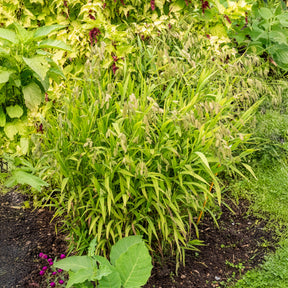 Chasmanthe à feuilles larges - Chasmanthium latifolium - Willemse