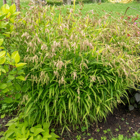Chasmanthium latifolium - Chasmanthe à feuilles larges - Graminées