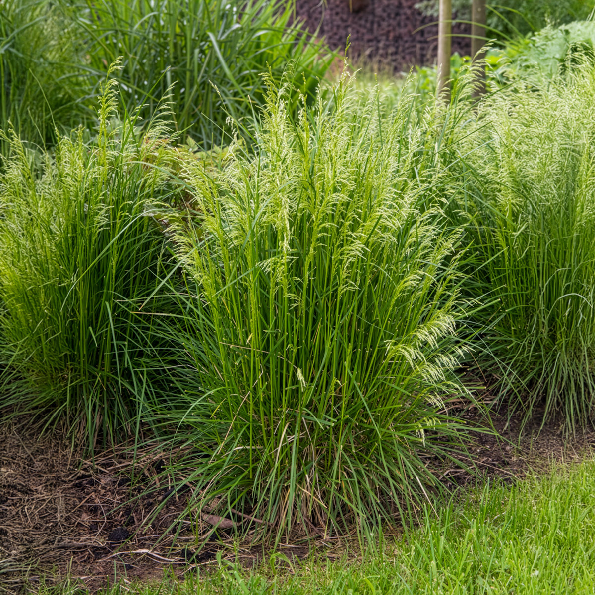 Canche cespiteuse - Willemse