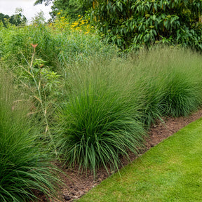 Deschampsia cespitosa - Canche cespiteuse - Deschampsia - Canche