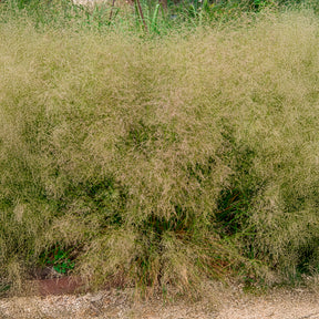 Deschampsia - Canche - Canche cespiteuse Goldtau - Deschampsia cespitosa goldtau