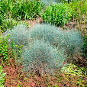 Vente Fétuque bleue Elijah Blue - Festuca glauca Elijah Blue