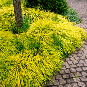 Herbe du Japon All Gold - Hakonechloa macra all gold - Willemse