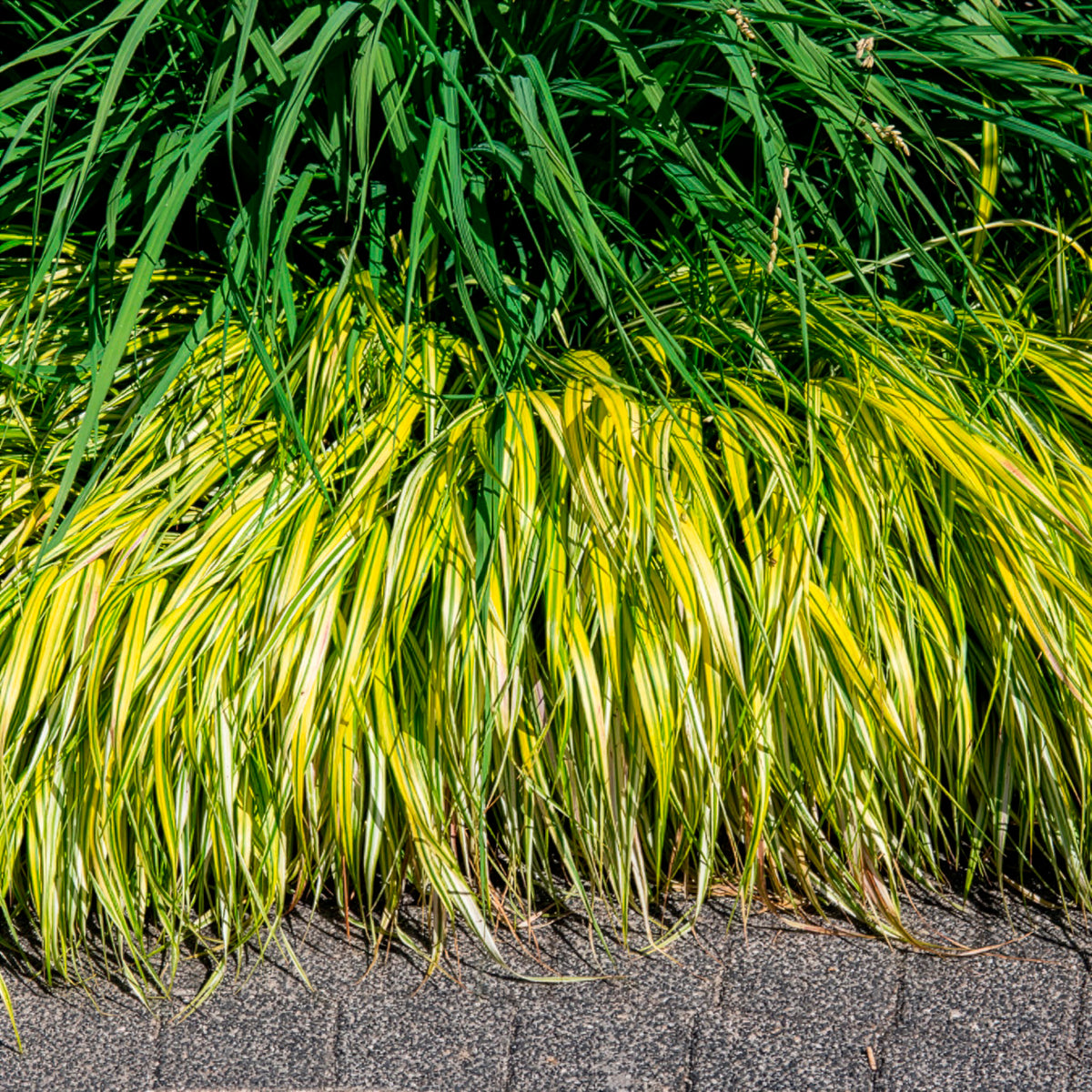 Herbe du Japon panachée Aureola - Willemse