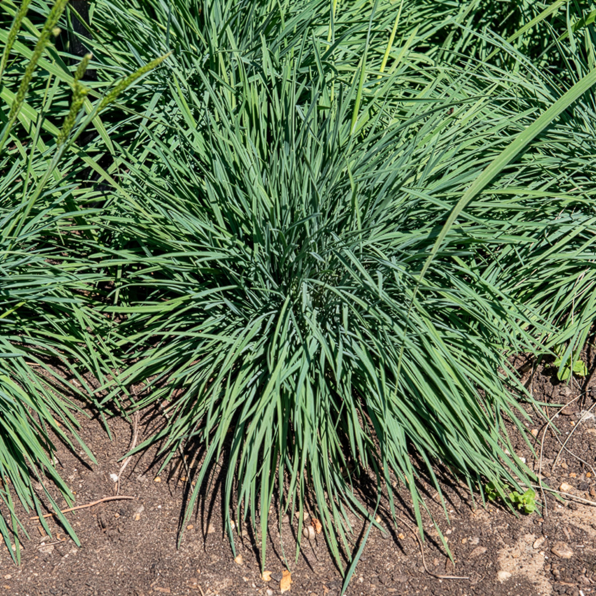 Koélérie bleue - Koeleria glauca - Willemse