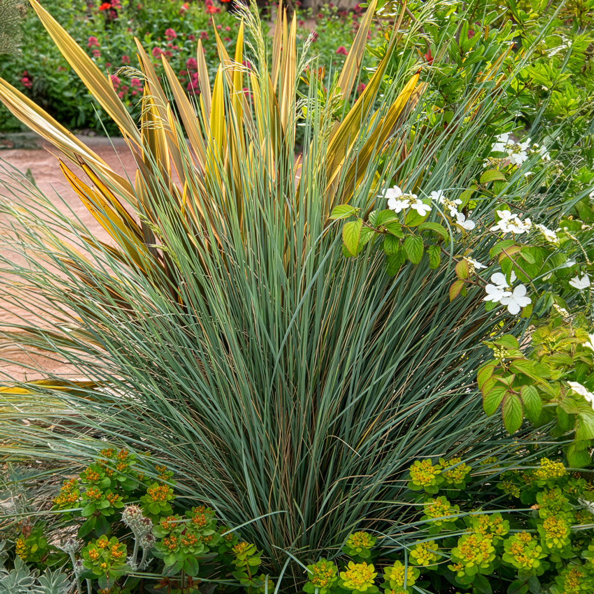 Koélérie bleue - Willemse