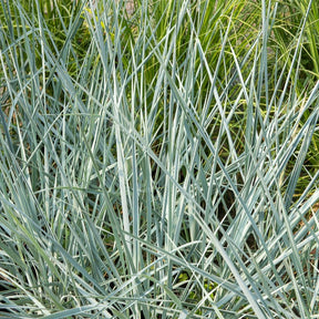 Seigle de mer Blue Dune - Leymus arenarius Blue Dune - Willemse