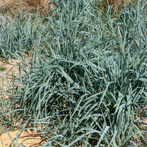 Graminées - Seigle de mer - Leymus arenarius