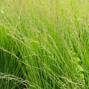 Molinie bleue Heidebraut - Willemse