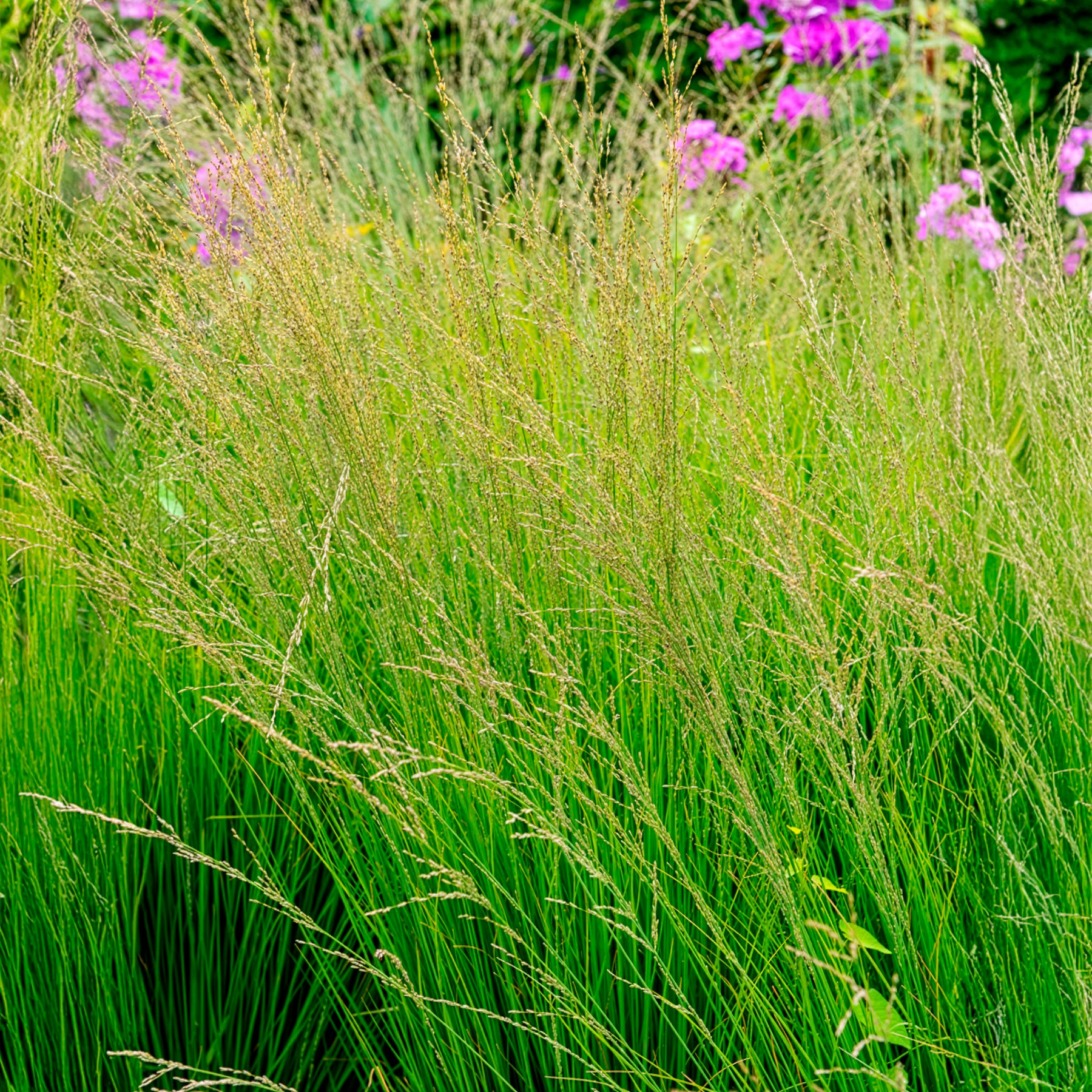 Molinie - Molinie bleue Heidebraut - Molinia caerulea heidebraut