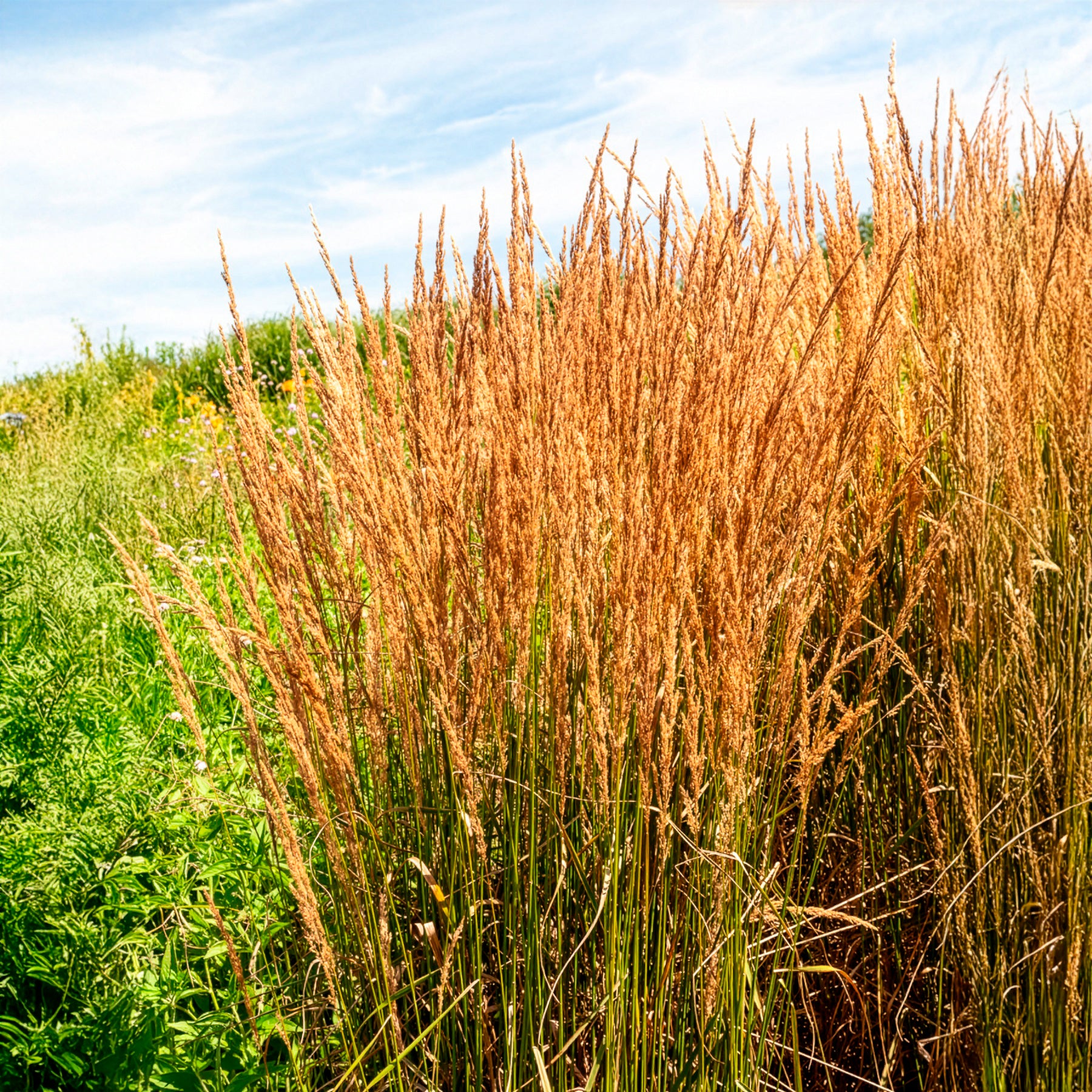 Molinie bleue Heidebraut - Molinia caerulea heidebraut - Willemse