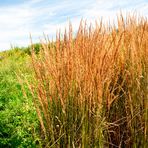 Molinie bleue Heidebraut - Molinia caerulea heidebraut - Willemse