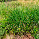 Panic érigé Squaw - Willemse