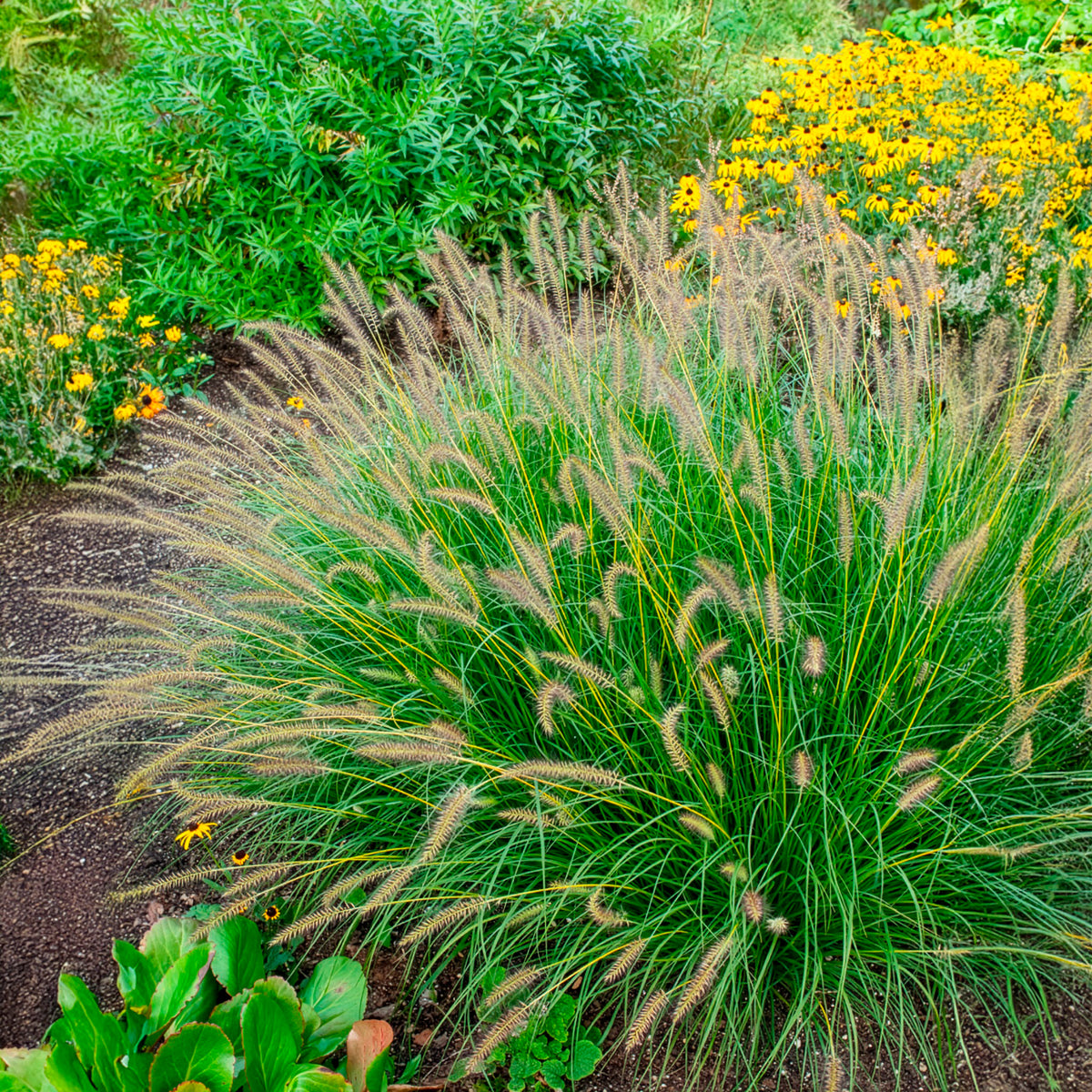 Herbe aux écouvillons Gelbstiel - Pennisetum - Willemse