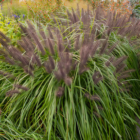 Vente 3 graminées pour sol sec  - Pennisetum alopecuroides,Stipa tenuissima ,Festuca glauca