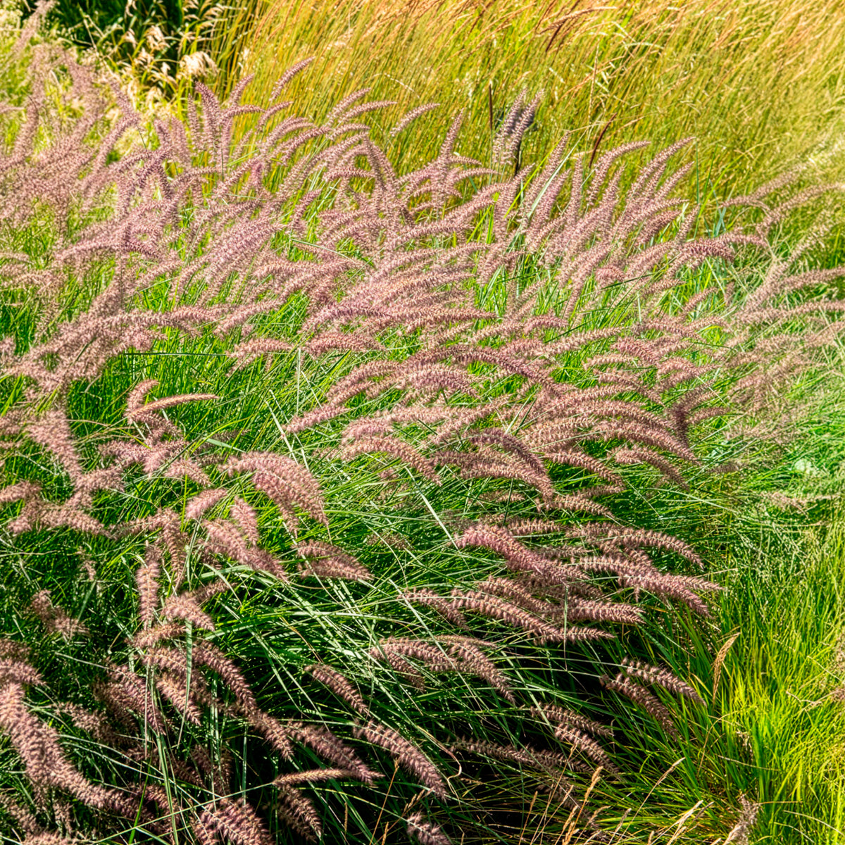 Herbe aux écouvillons Karley Rose ® - Pennisetum - Willemse