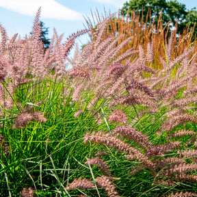 Vente Herbe aux écouvillons Karley Rose ® - Pennisetum - Pennisetum orientale Karley Rose ®