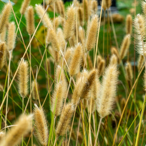 Vente Herbe aux écouvillons Red Buttons - Pennisetum - Pennisetum thunbergii Red Buttons