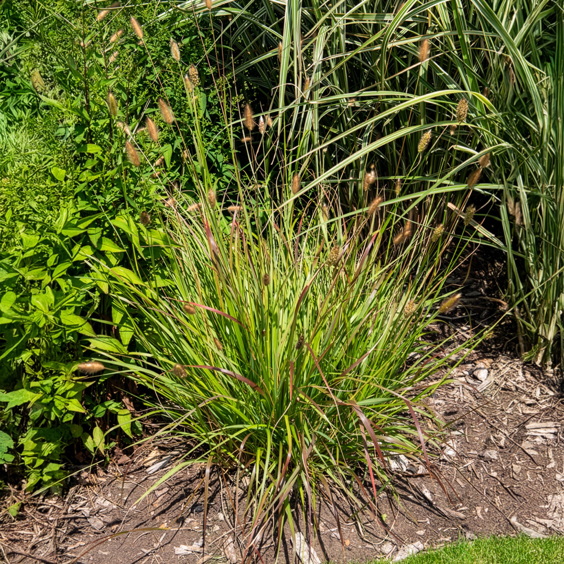 Pennisetum - Herbe aux écouvillons Red Buttons - Pennisetum - Pennisetum thunbergii Red Buttons