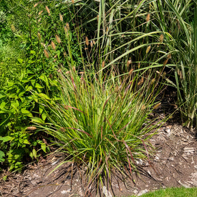Pennisetum - Herbe aux écouvillons Red Buttons - Pennisetum - Pennisetum thunbergii Red Buttons