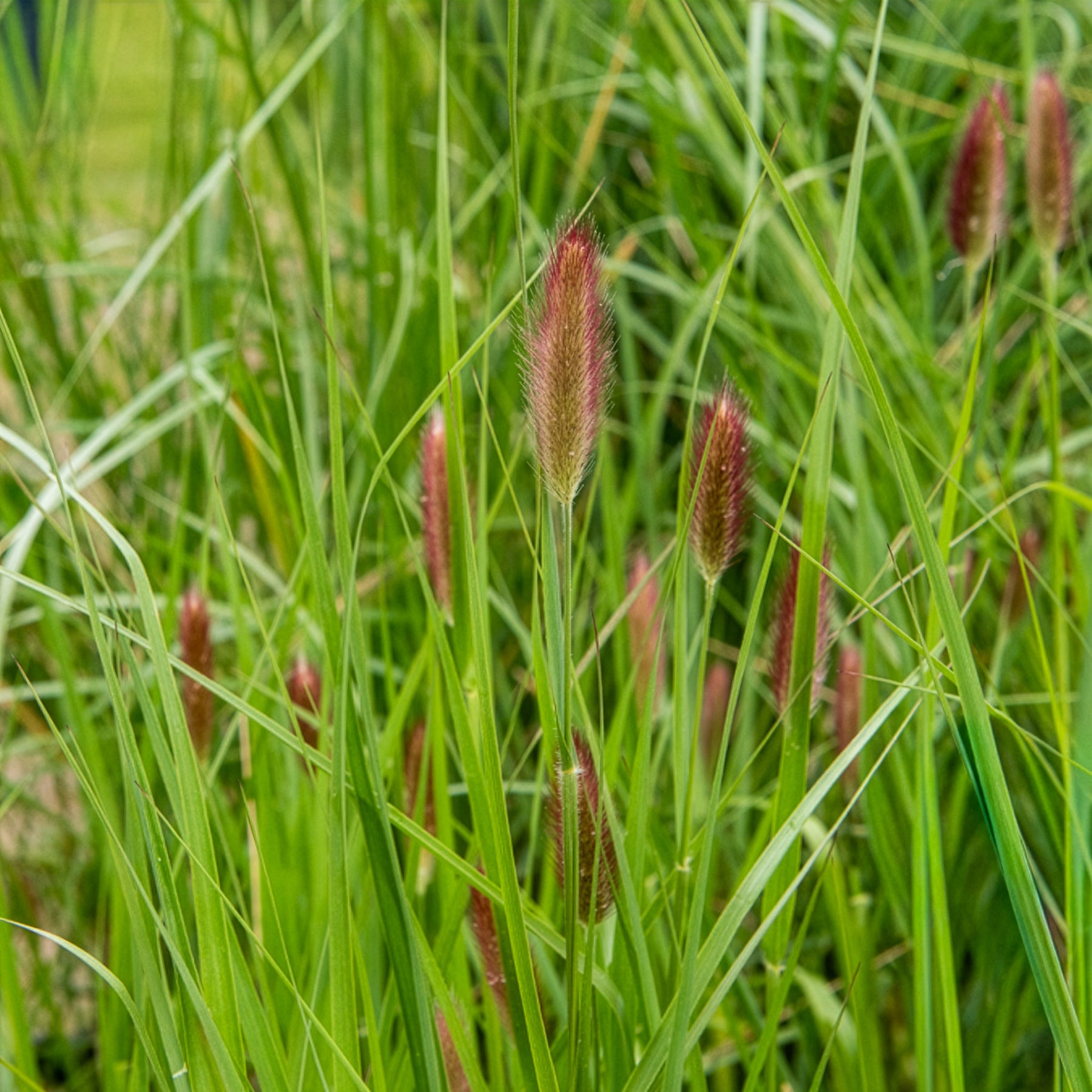 Herbe aux écouvillons Red Buttons - Pennisetum - Willemse