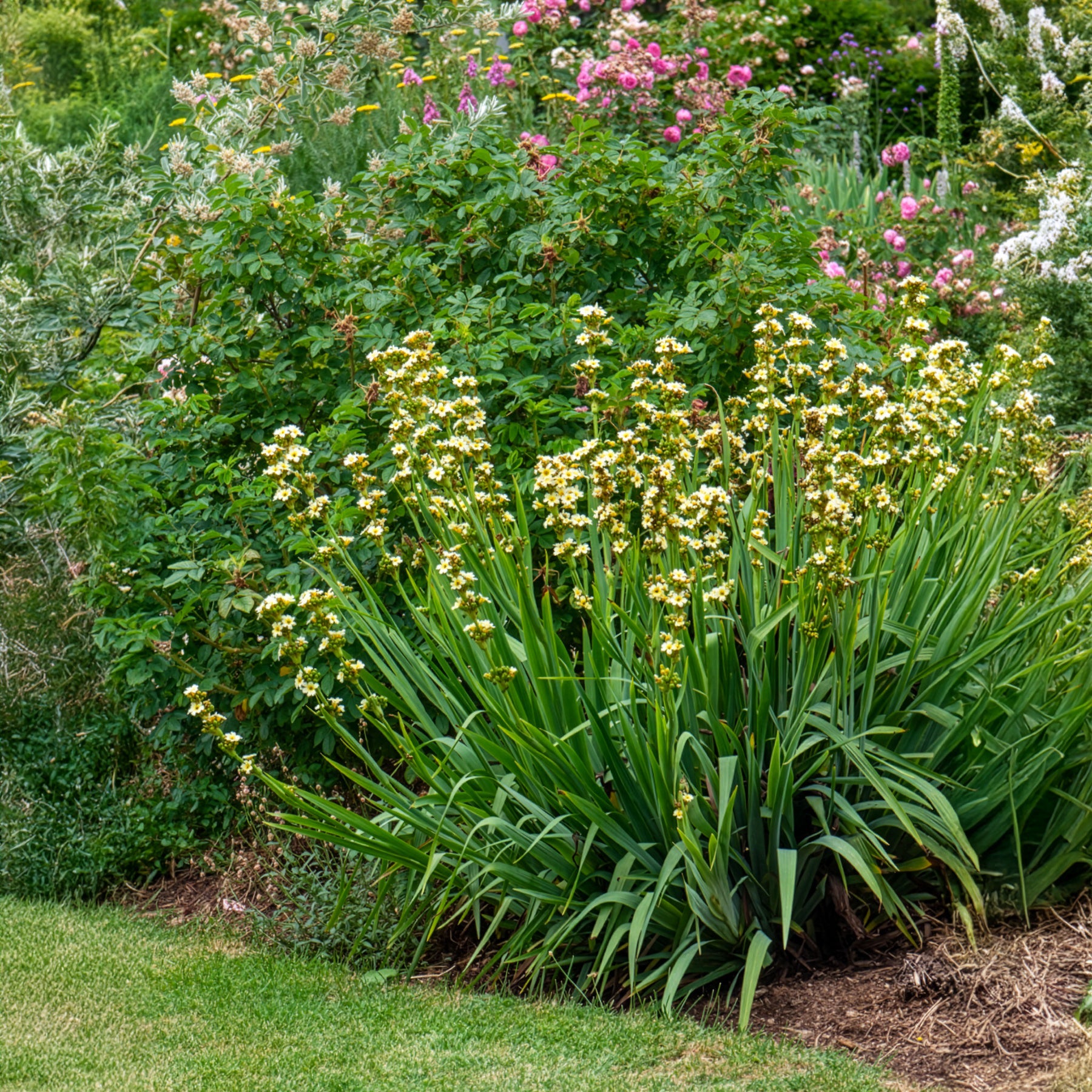 Bermudienne striée - Willemse