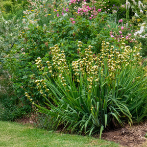 Bermudienne striée - Willemse