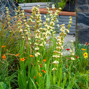 Bermudienne striée - Sisyrinchium striatum - Willemse