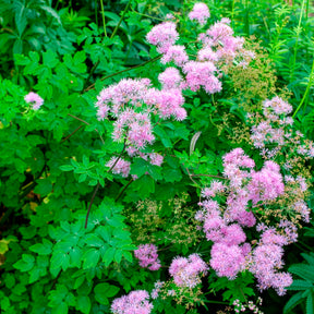 Pigamon Black Stockings - Thalictrum black stockings - Willemse