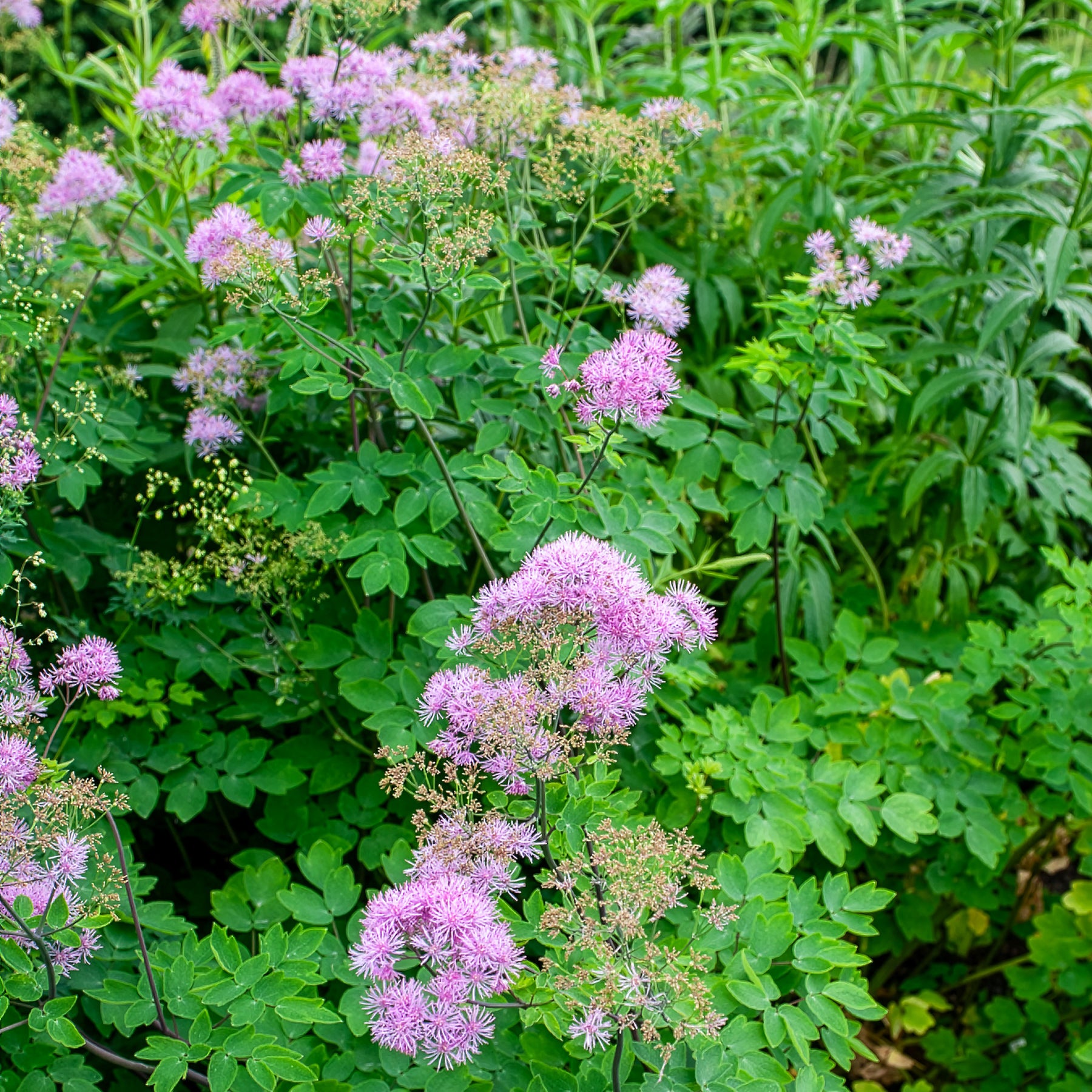 Thalictrum black stockings - Pigamon Black Stockings - Pigamon
