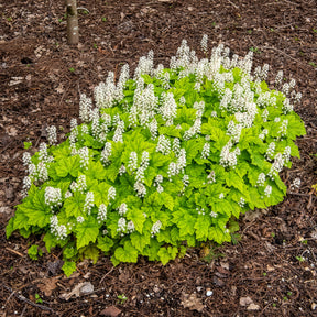 Tiarella cordifolia - Tiarelle cordifoliée - Tiarelle