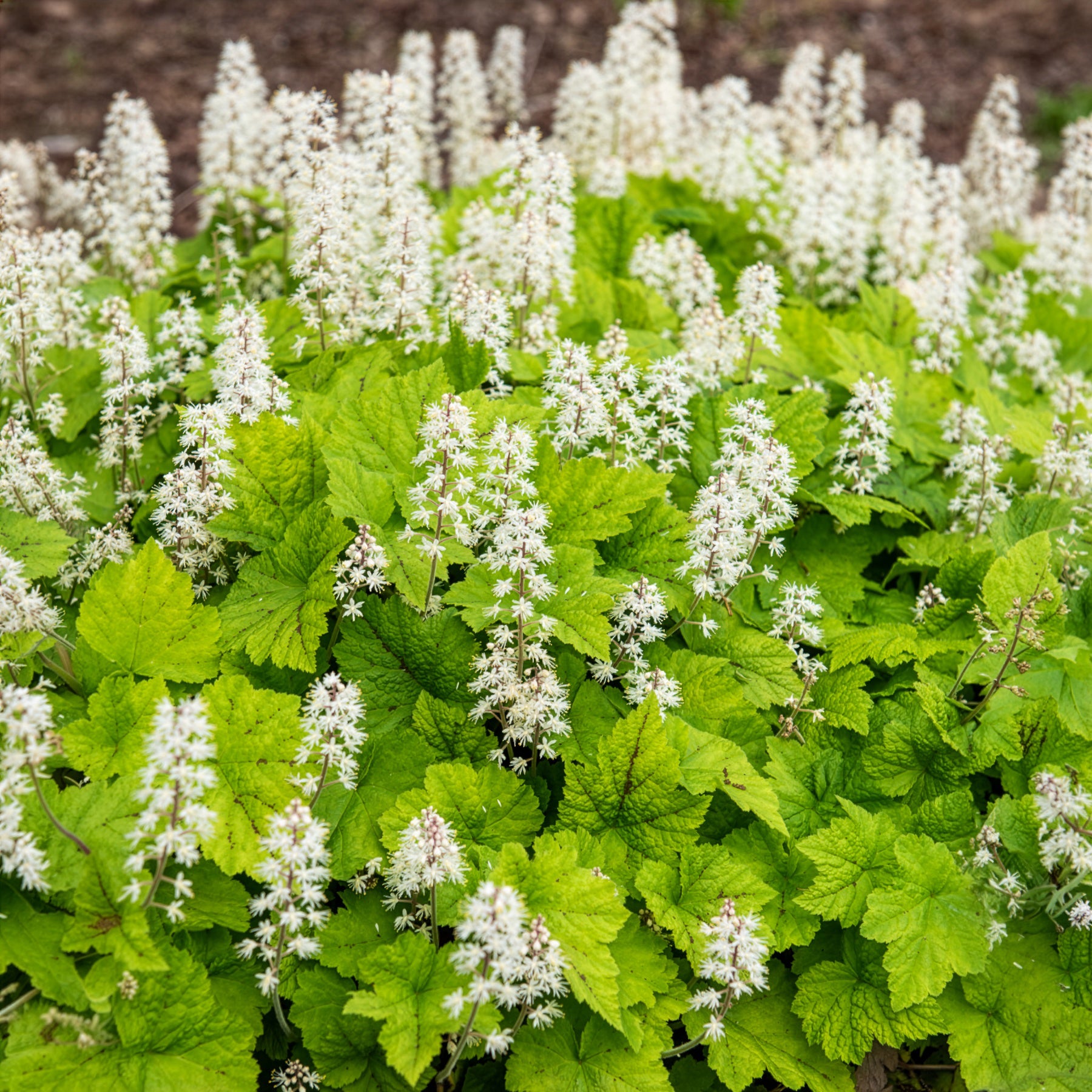 Tiarelle - Tiarelle cordifoliée - Tiarella cordifolia
