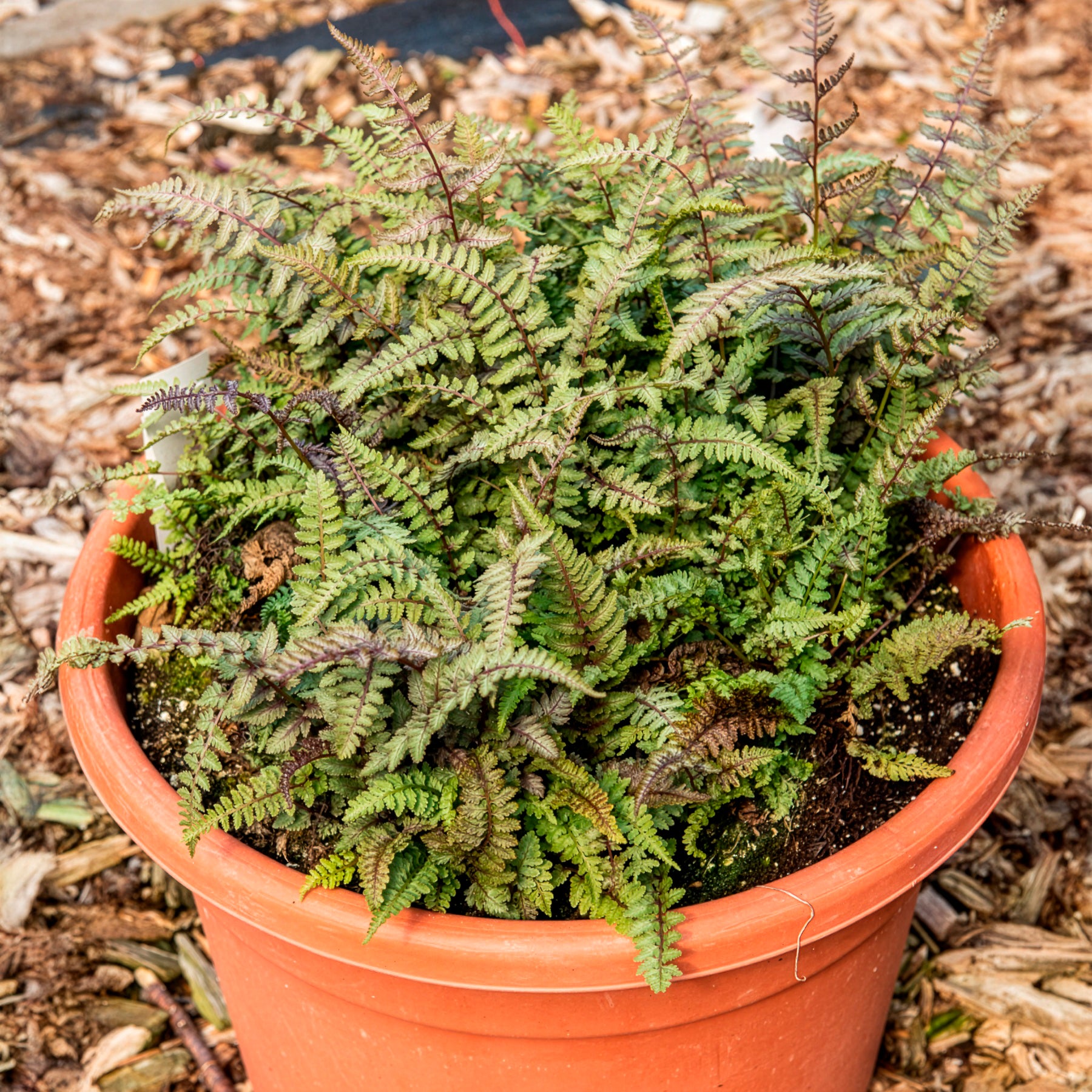 Fougère peinte Burgundy Lace - Athyrium niponicum burgundy lace - Willemse