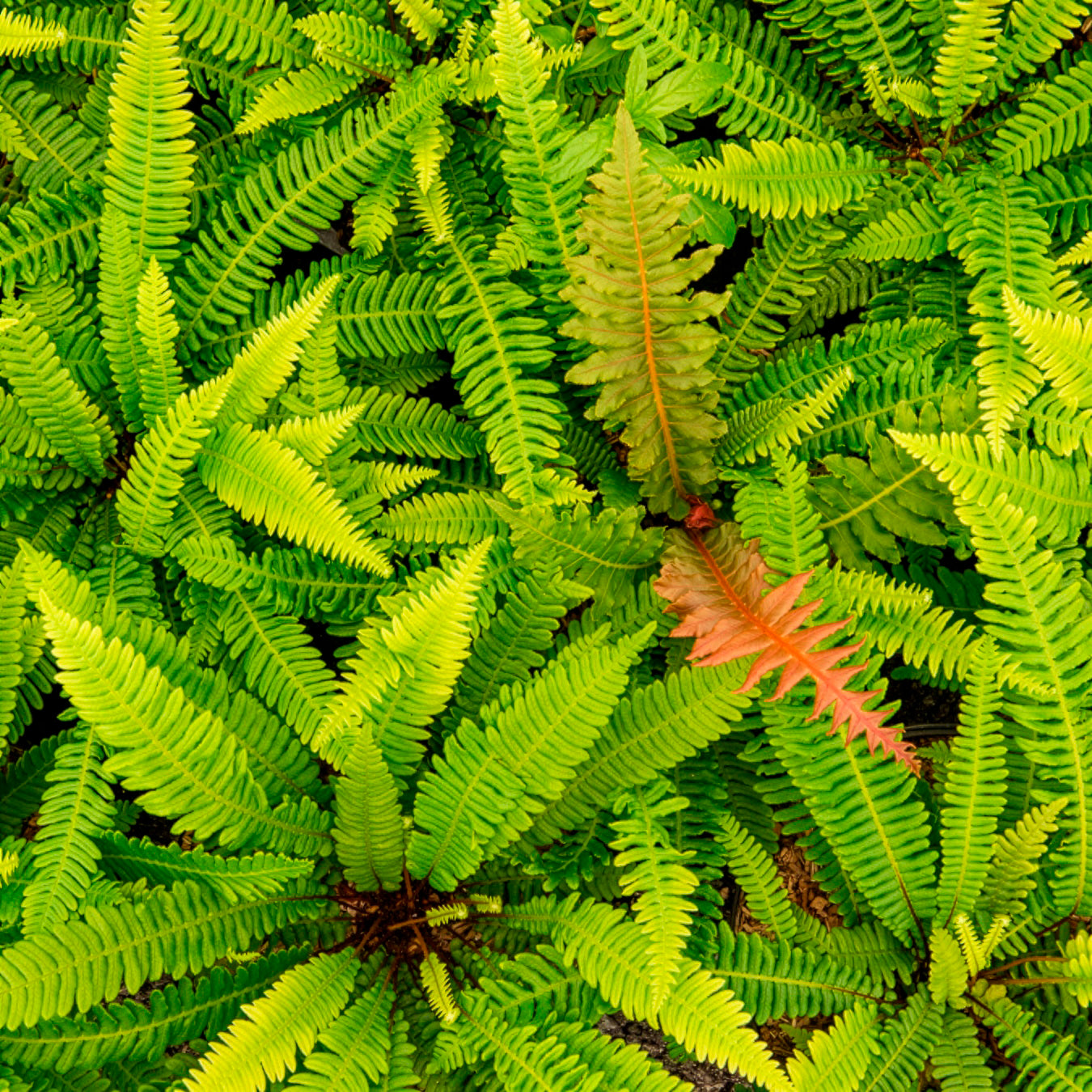 Blechnum en épi - Blechnum spicant - Willemse